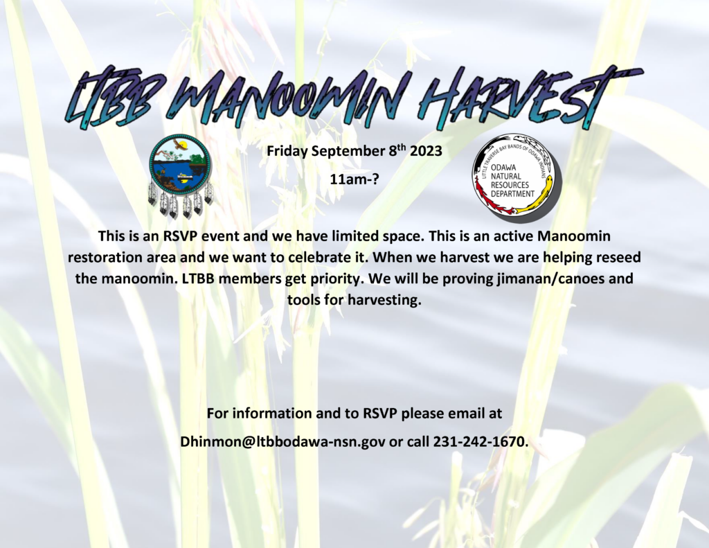LTBB Manoomin Harvest